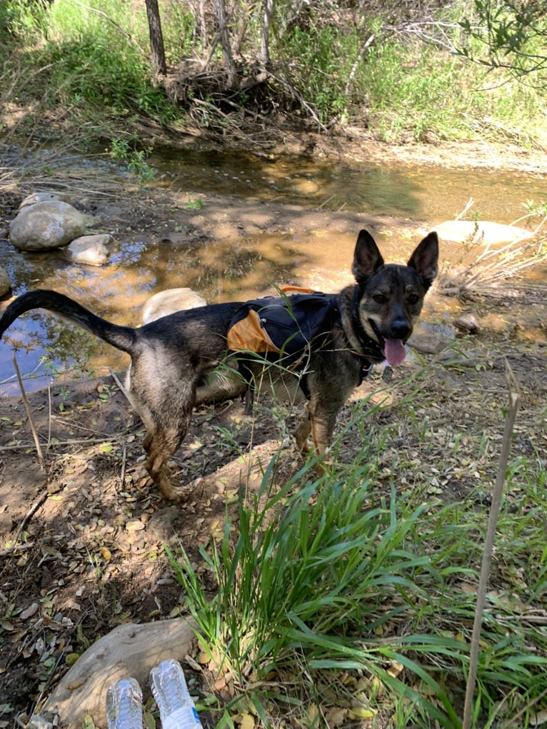 Buck, a German Shepherd Dog and American Pit Bull Terrier mix tested with EmbarkVet.com