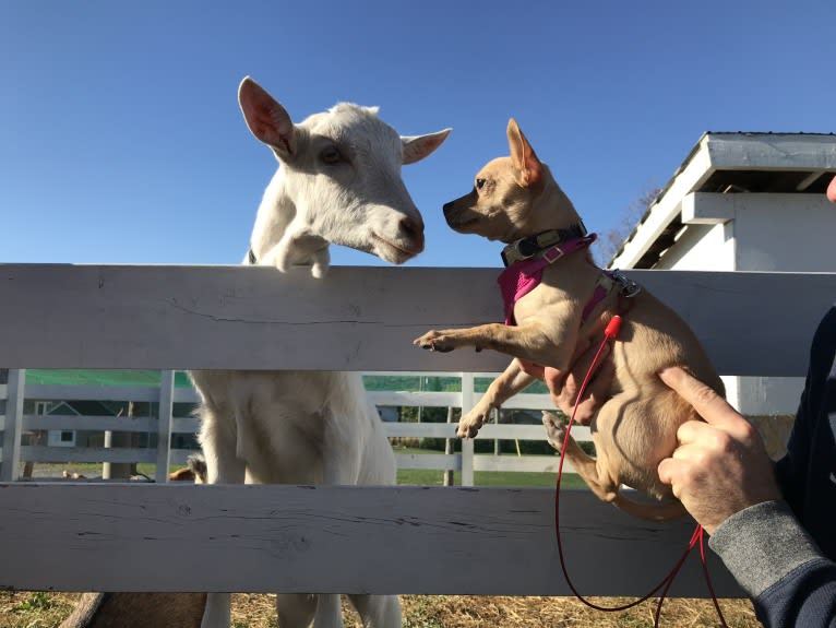 Tia, a Chihuahua and Pomeranian mix tested with EmbarkVet.com