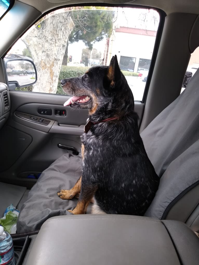 Buck (Little Monster, Little Bear), an Australian Cattle Dog tested with EmbarkVet.com