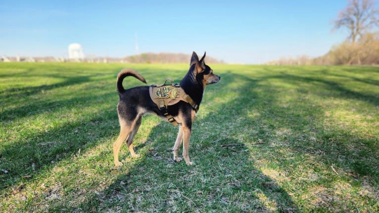 Bowser, a Chihuahua and Pomeranian mix tested with EmbarkVet.com