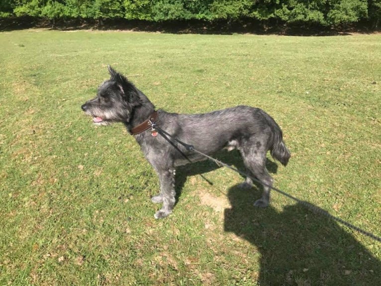 Benny, an Eastern European Village Dog and Chinese Shar-Pei mix tested with EmbarkVet.com