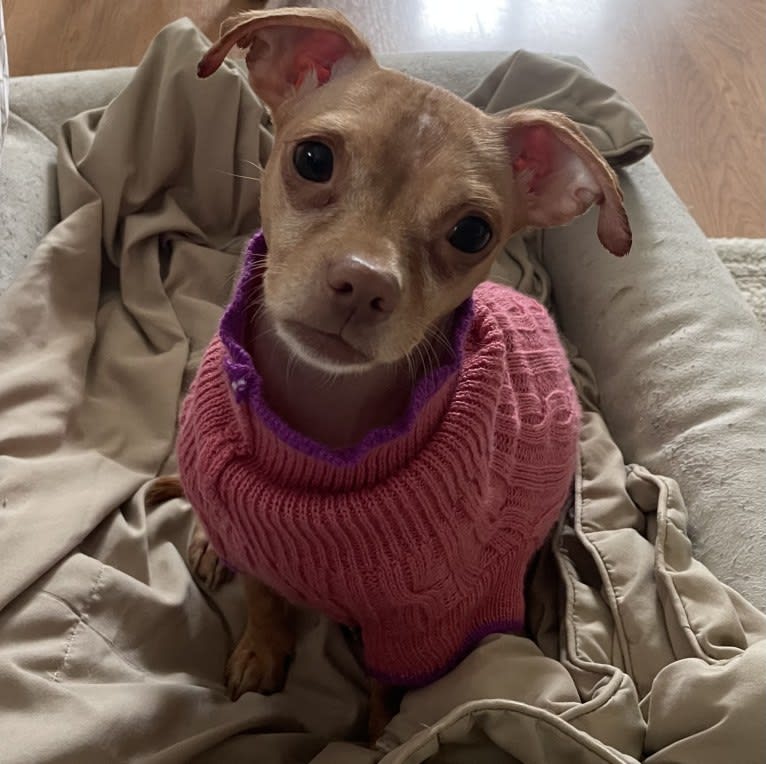 Lily, a Chihuahua and Rat Terrier mix tested with EmbarkVet.com