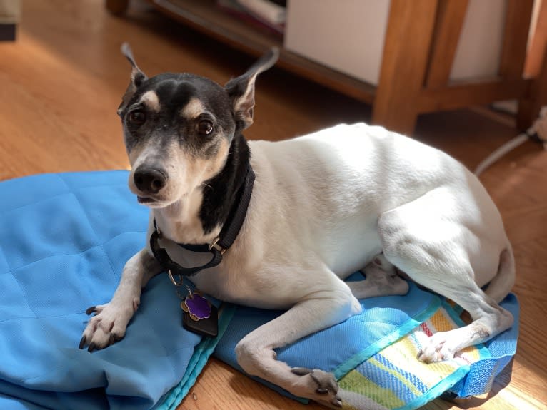 Snoopy, a Russell-type Terrier and Chihuahua mix tested with EmbarkVet.com