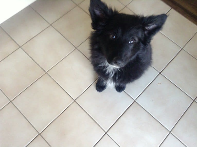 Mo, a Keeshond and Border Collie mix tested with EmbarkVet.com