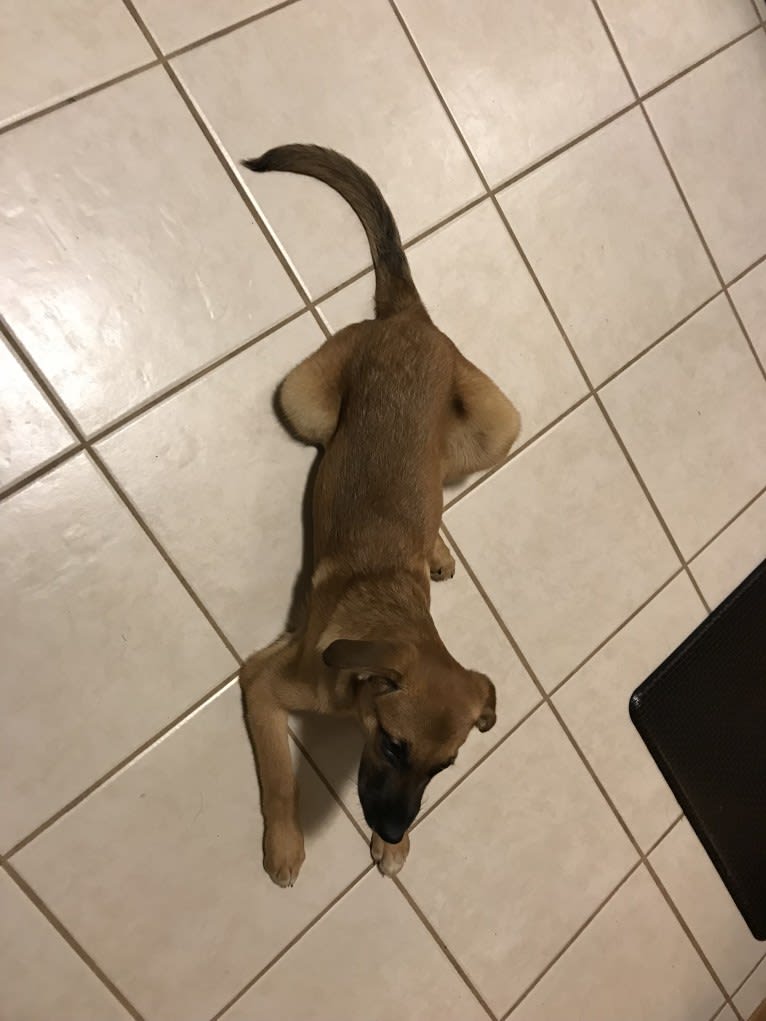 Hildy, a Golden Retriever and Boxer mix tested with EmbarkVet.com