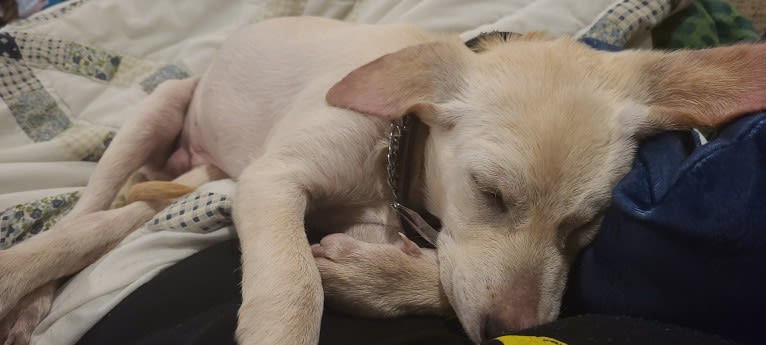 Tycho Brahe, the Space Cadet, a Beagle and Great Pyrenees mix tested with EmbarkVet.com