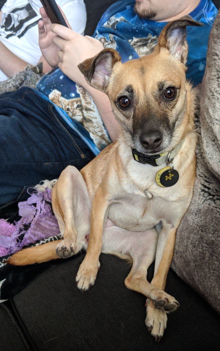 Audrey, a Chihuahua and Miniature Pinscher mix tested with EmbarkVet.com