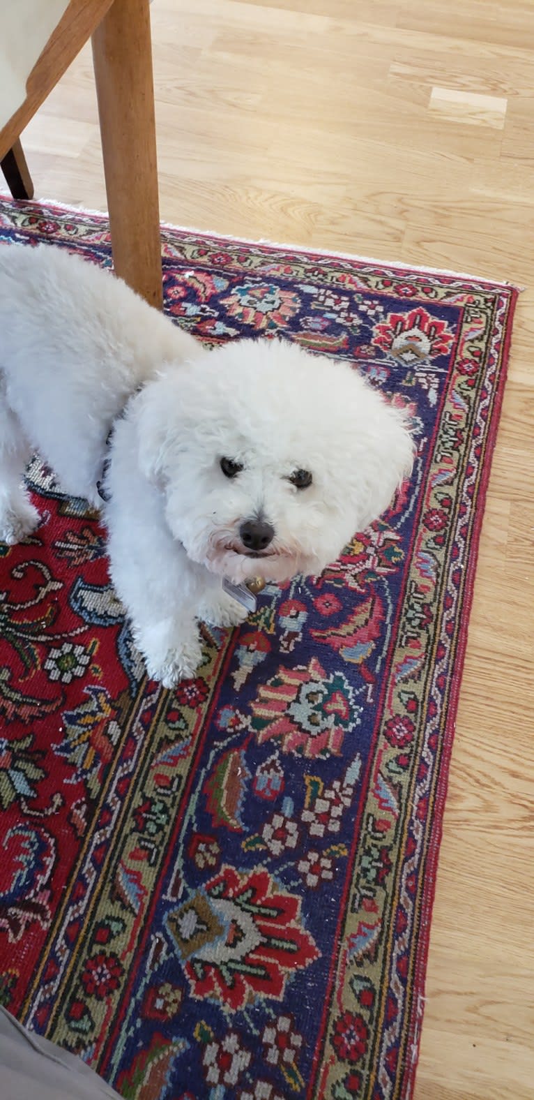 Petty, a Poodle (Small) and Bichon Frise mix tested with EmbarkVet.com