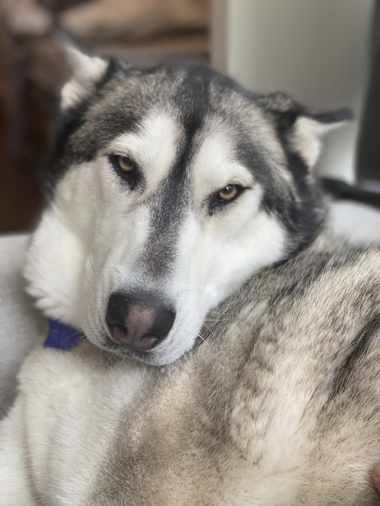 Myka, a Siberian Husky and Alaskan Malamute mix tested with EmbarkVet.com