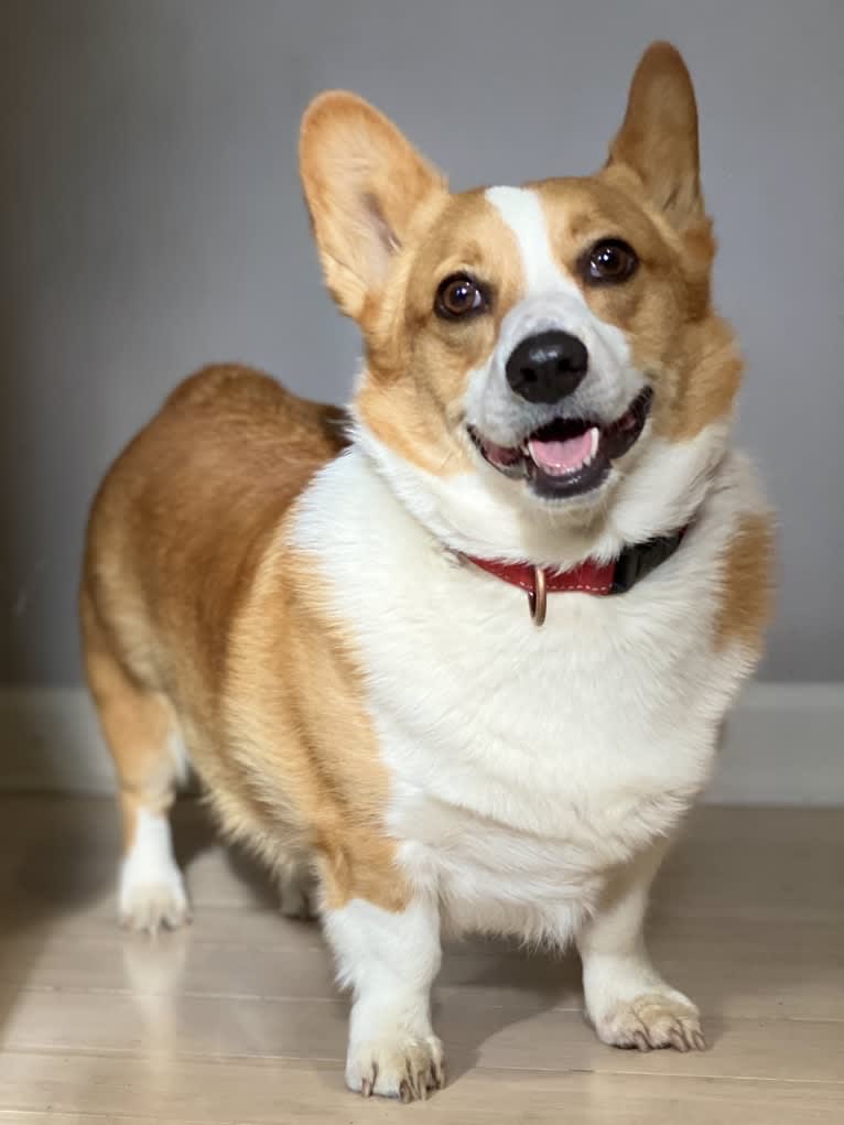 Lil Teddy, a Pembroke Welsh Corgi tested with EmbarkVet.com