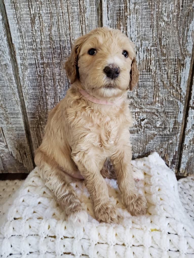 Snow (Mabel), a Goldendoodle tested with EmbarkVet.com