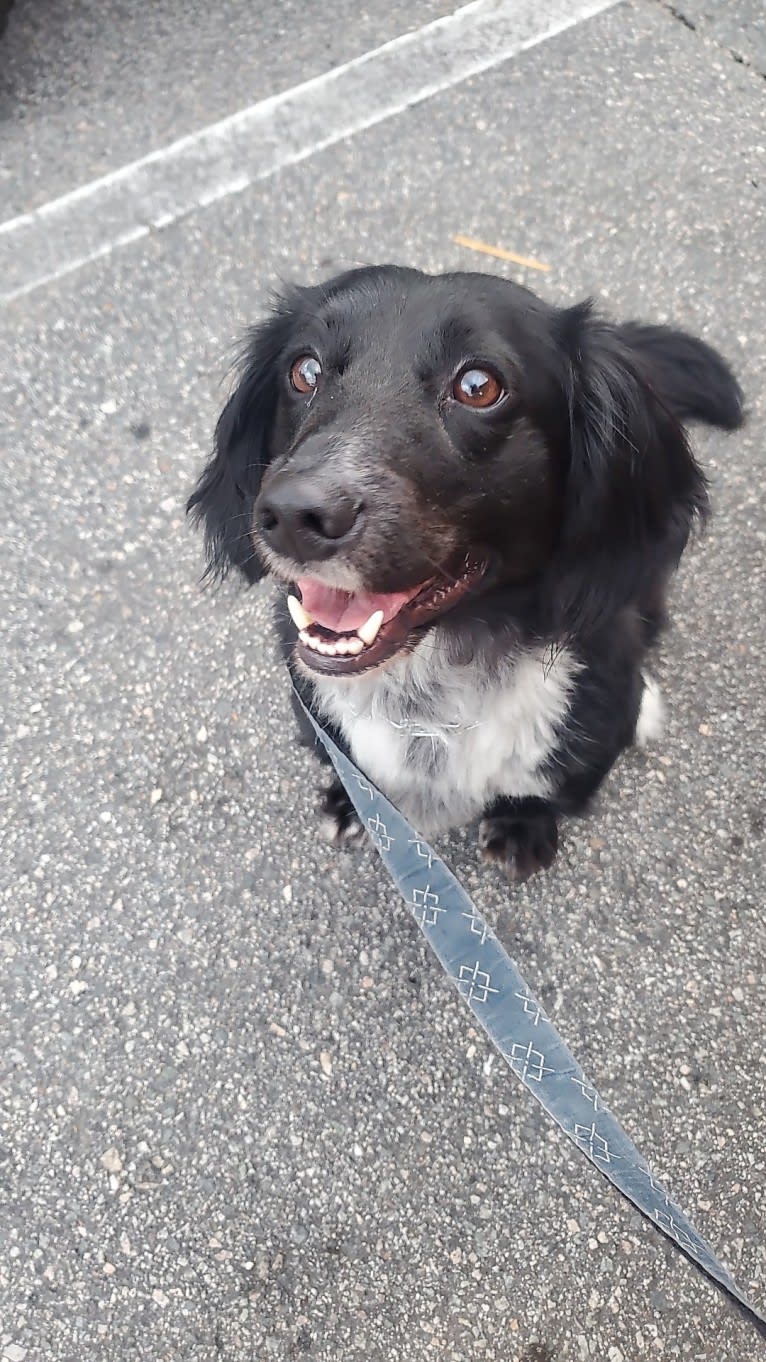 Roscoe, a Dachshund and Labrador Retriever mix tested with EmbarkVet.com