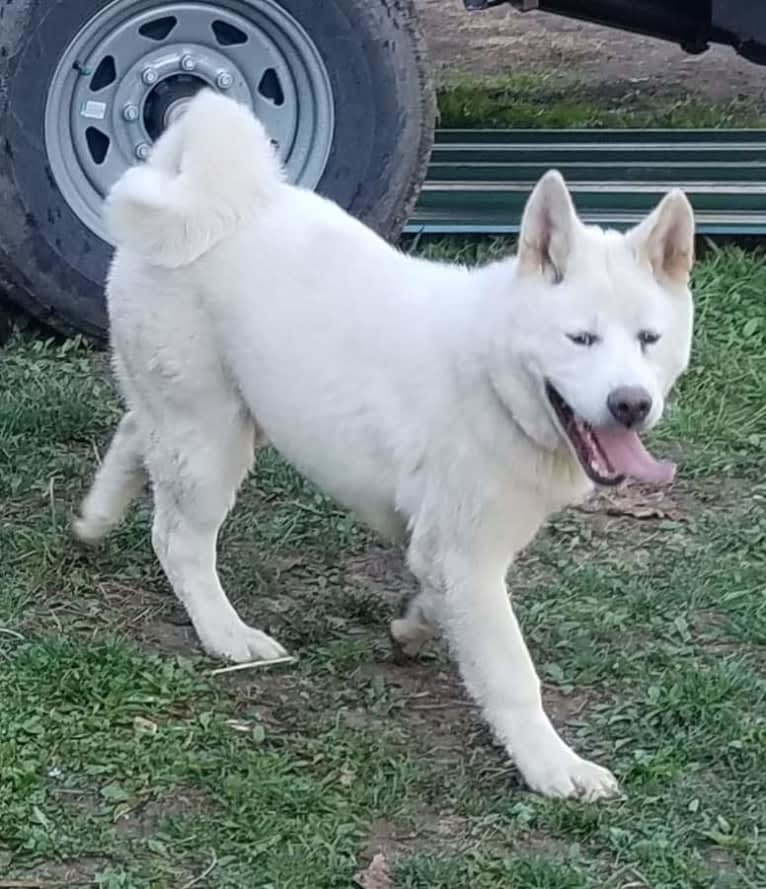 Ice, an Akita tested with EmbarkVet.com