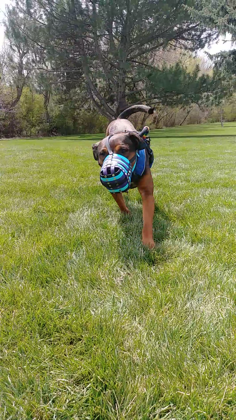 Kita, an American Bully and Miniature/MAS-type Australian Shepherd mix tested with EmbarkVet.com