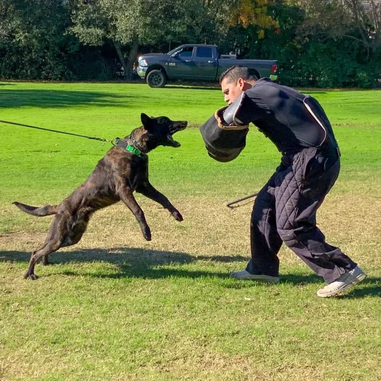 Static, a Dutch Shepherd tested with EmbarkVet.com