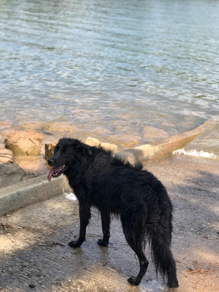 Ranger, a Labrador Retriever and Golden Retriever mix tested with EmbarkVet.com