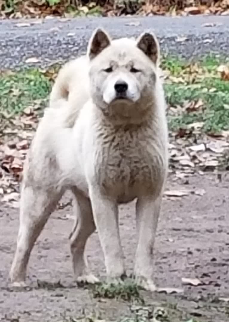 Arya, an Akita tested with EmbarkVet.com