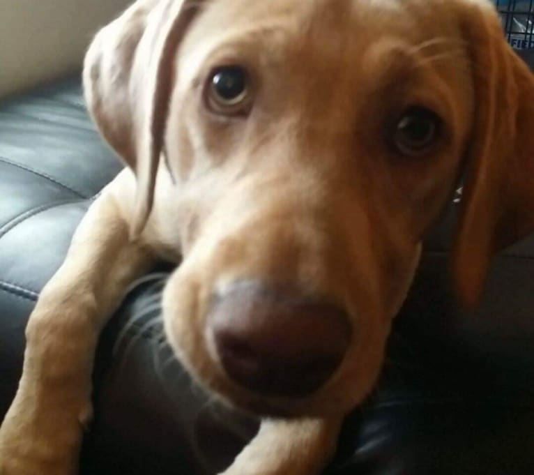Daisy, a Labrador Retriever tested with EmbarkVet.com