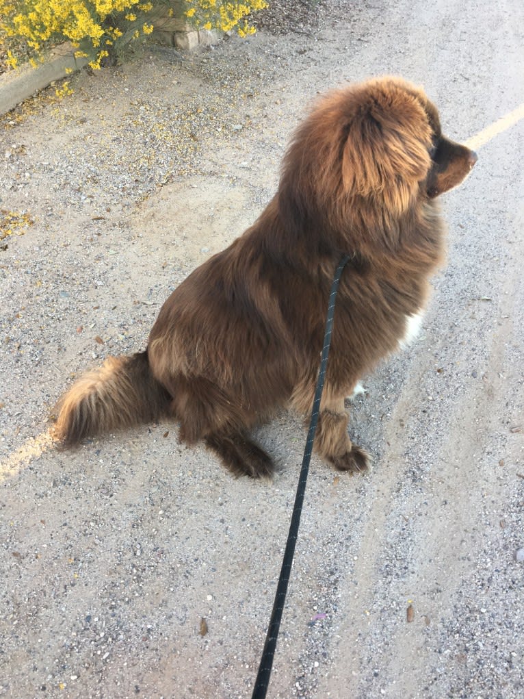 Rosey, a Newfoundland and Siberian Husky mix tested with EmbarkVet.com