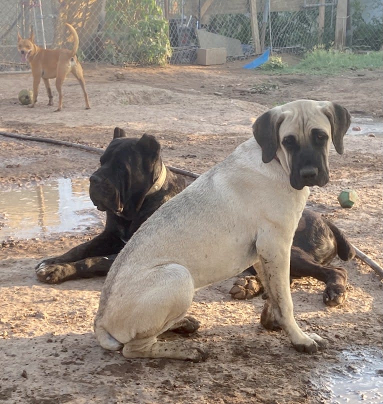 Beloved Corina, a Cane Corso tested with EmbarkVet.com