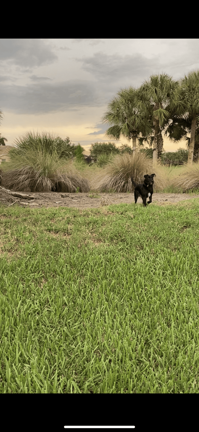 Chance, a Chihuahua and Miniature Schnauzer mix tested with EmbarkVet.com