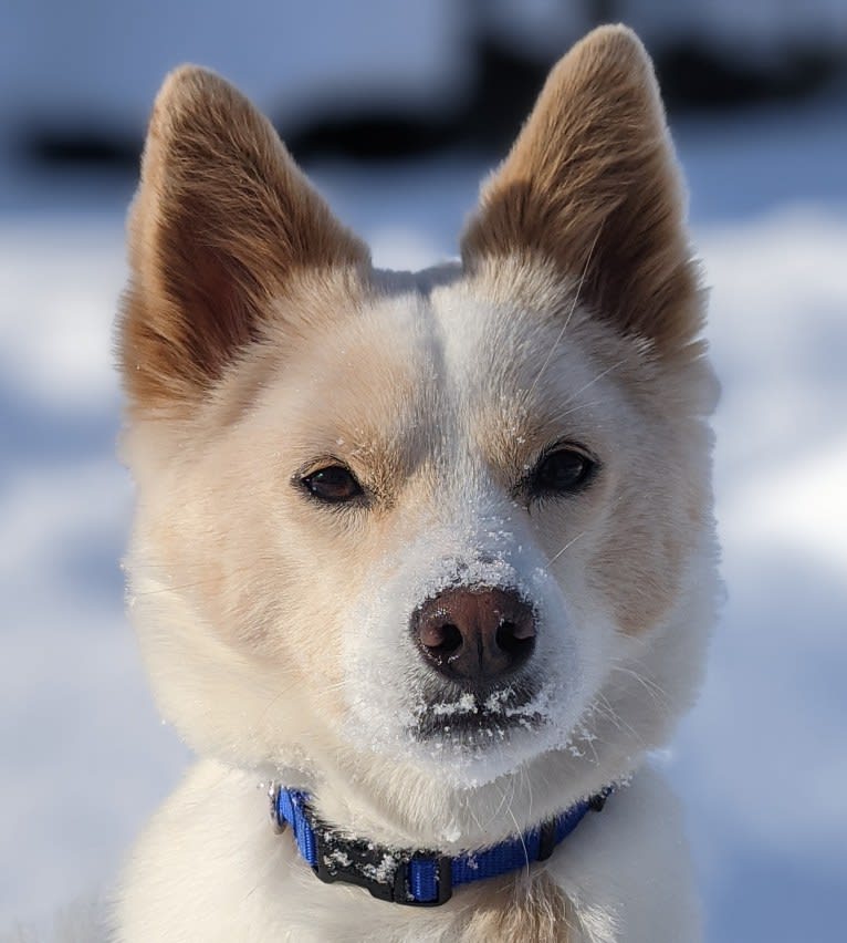 Artemis, a Japanese or Korean Village Dog tested with EmbarkVet.com