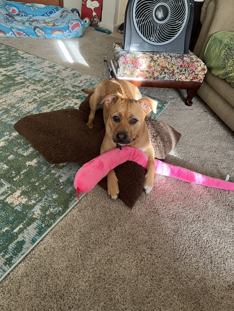 Teddy, an American Pit Bull Terrier and German Shepherd Dog mix tested with EmbarkVet.com