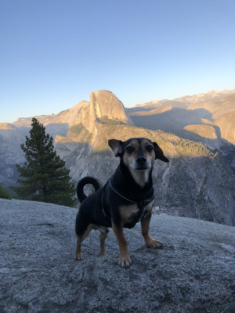 Paco, a Chihuahua and Miniature Pinscher mix tested with EmbarkVet.com