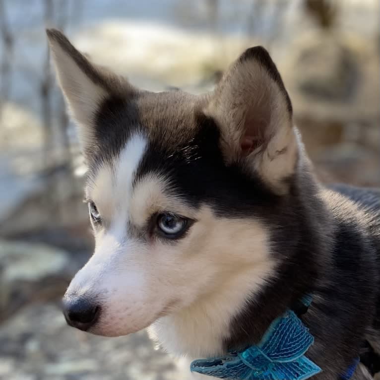 SKADI, a Pomsky tested with EmbarkVet.com