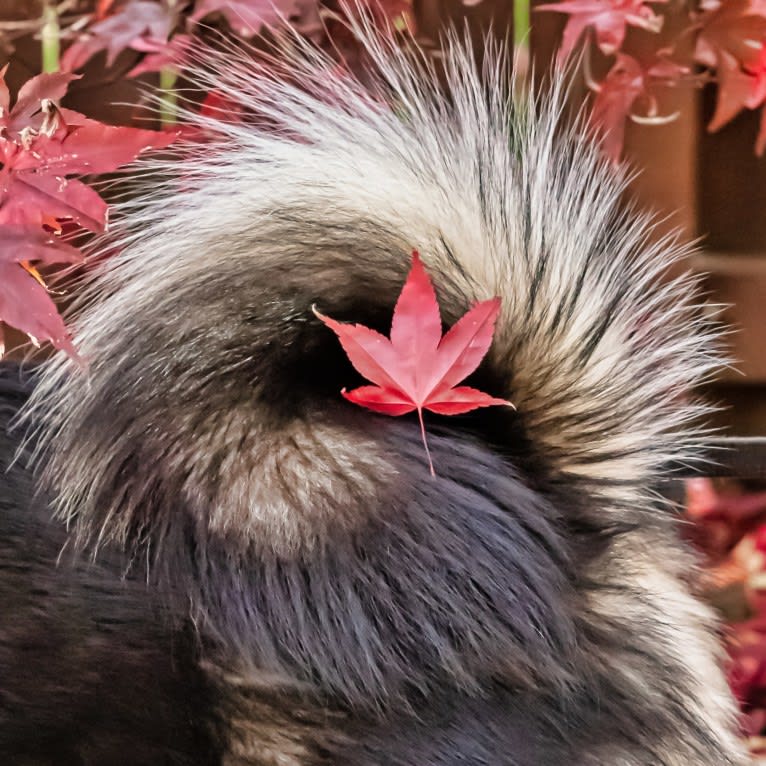 Kaiju Bear, an Akita and Alaskan Malamute mix tested with EmbarkVet.com