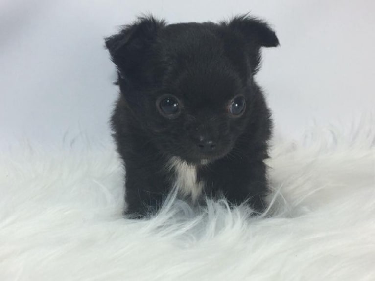 Dante, a Chihuahua tested with EmbarkVet.com