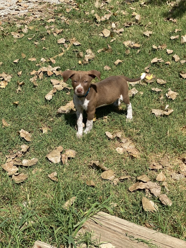 Odii, an American Pit Bull Terrier and Great Pyrenees mix tested with EmbarkVet.com