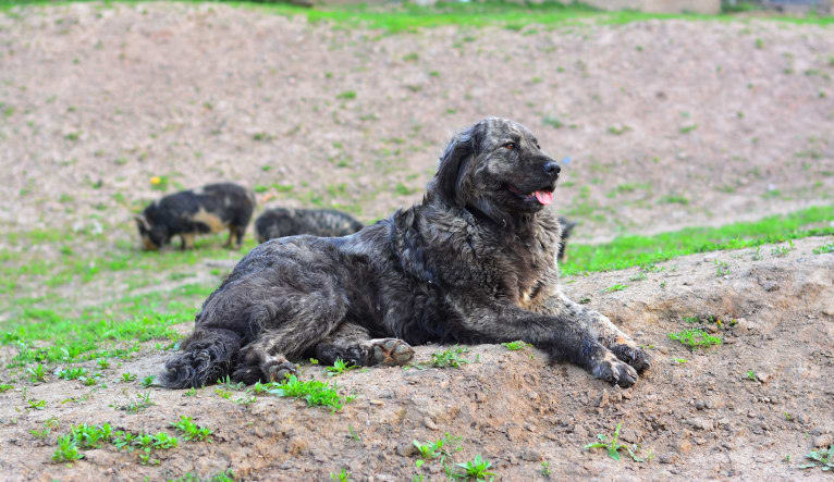 Infi, a Great Pyrenees and Anatolian Shepherd Dog mix tested with EmbarkVet.com