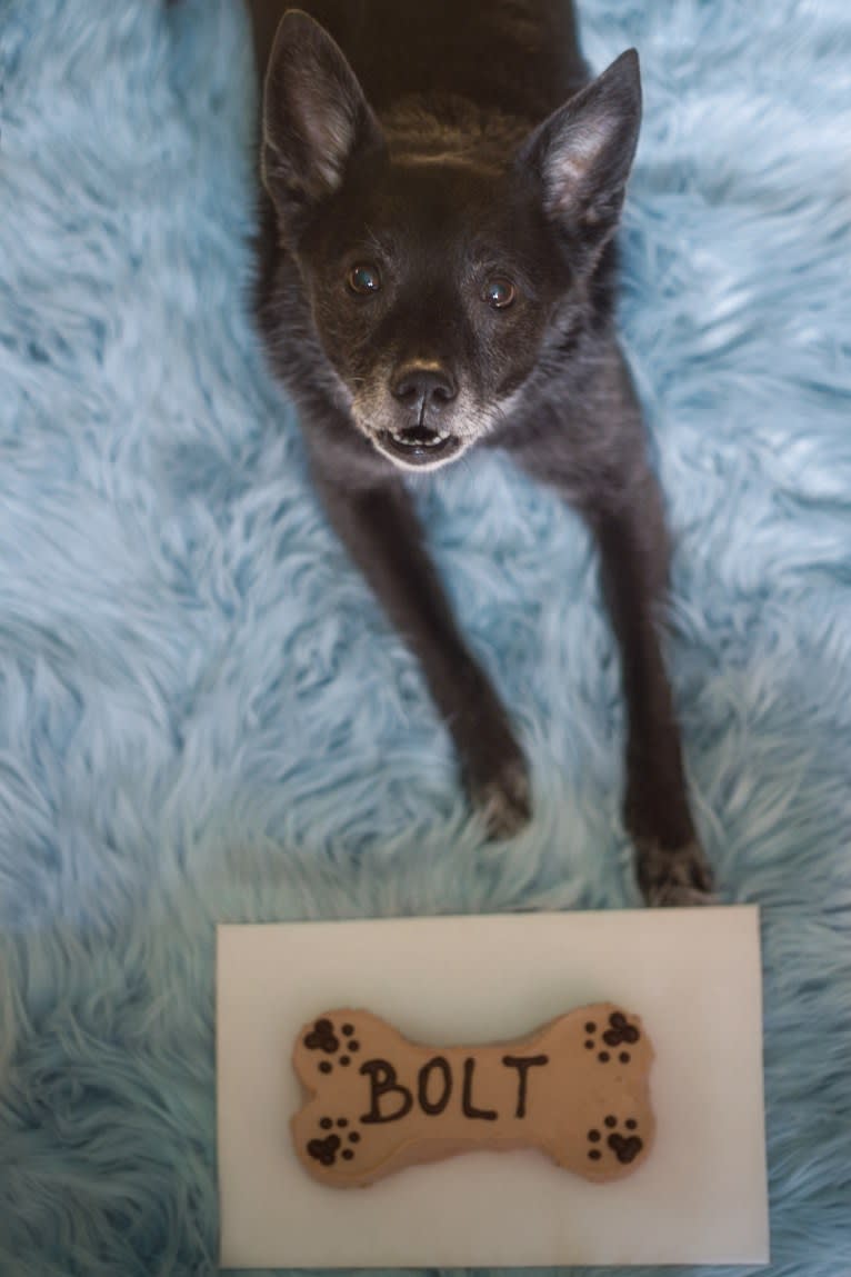 Bolt, an American Eskimo Dog and Maltese mix tested with EmbarkVet.com