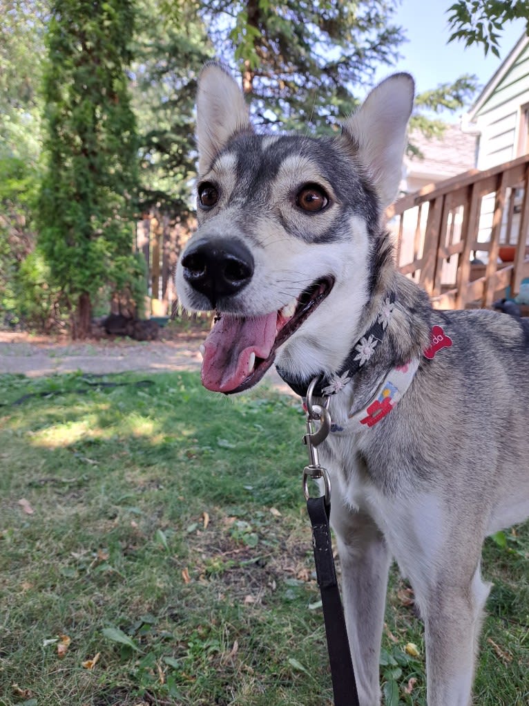 Frida, an Alaskan-type Husky tested with EmbarkVet.com