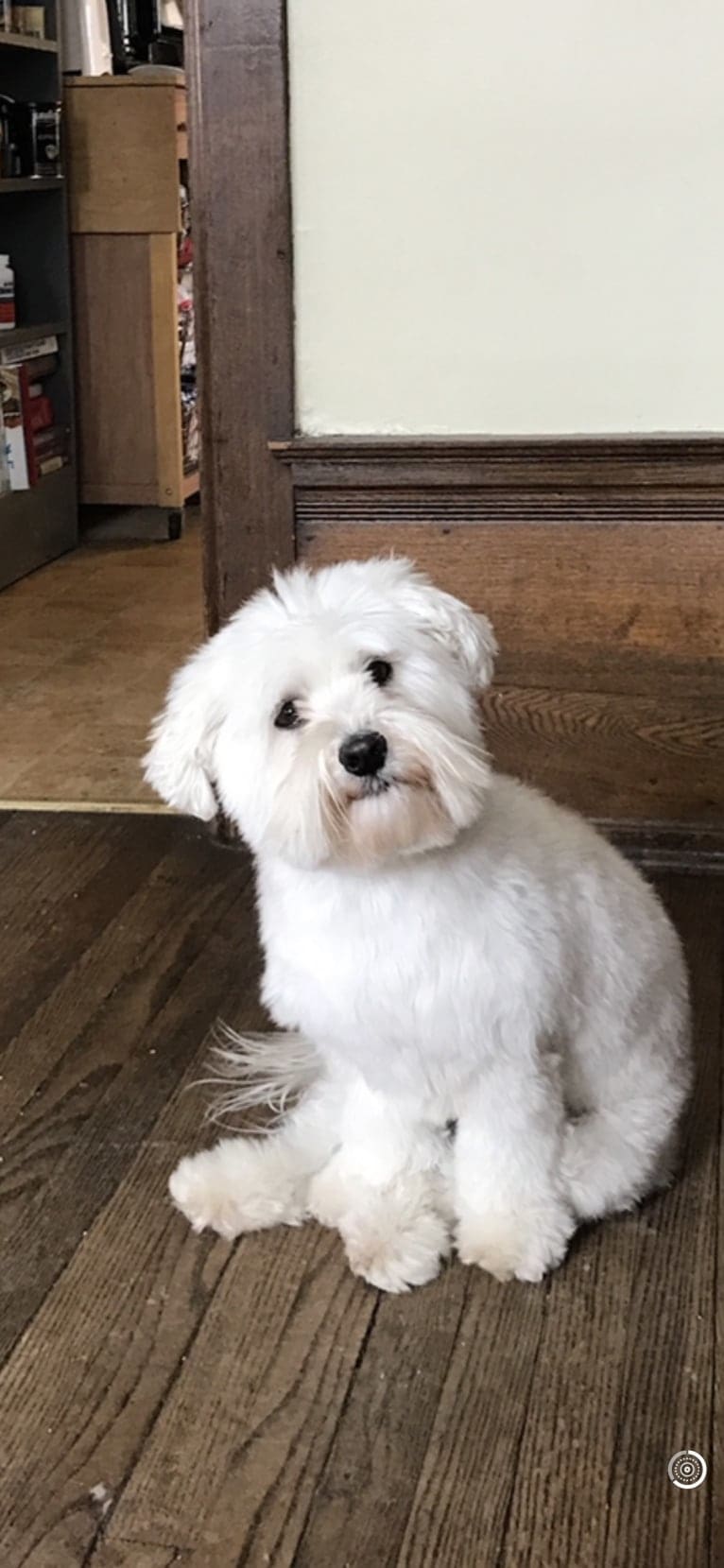 Bastien, a Havanese tested with EmbarkVet.com