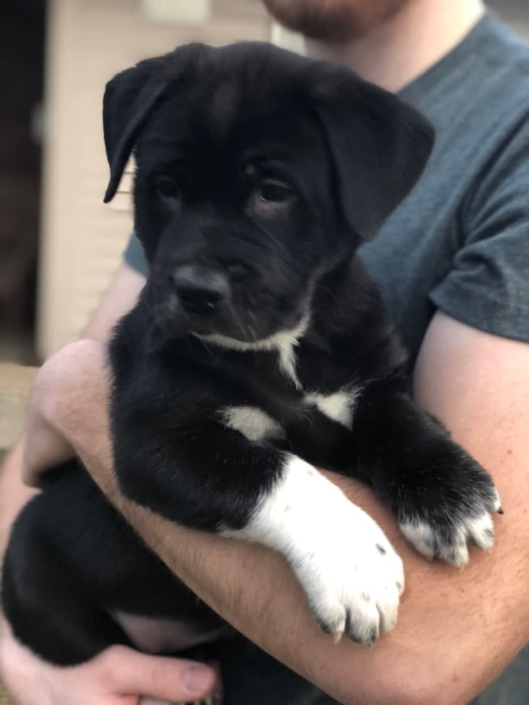 Pit chow mix puppies sales