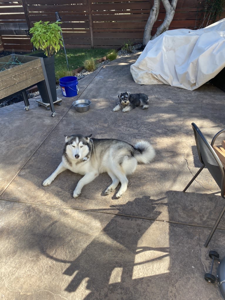 Gus, a Siberian Husky and Alaskan Malamute mix tested with EmbarkVet.com