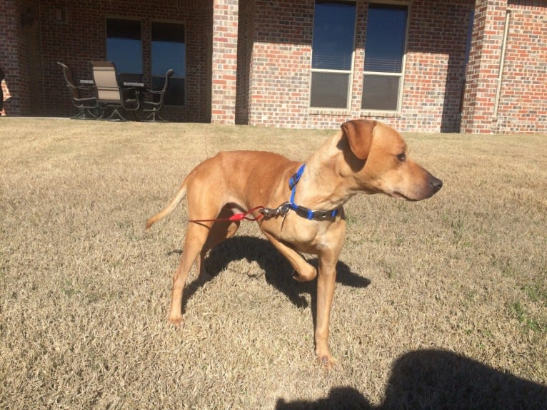 Jack, a Dalmatian and American Pit Bull Terrier mix tested with EmbarkVet.com