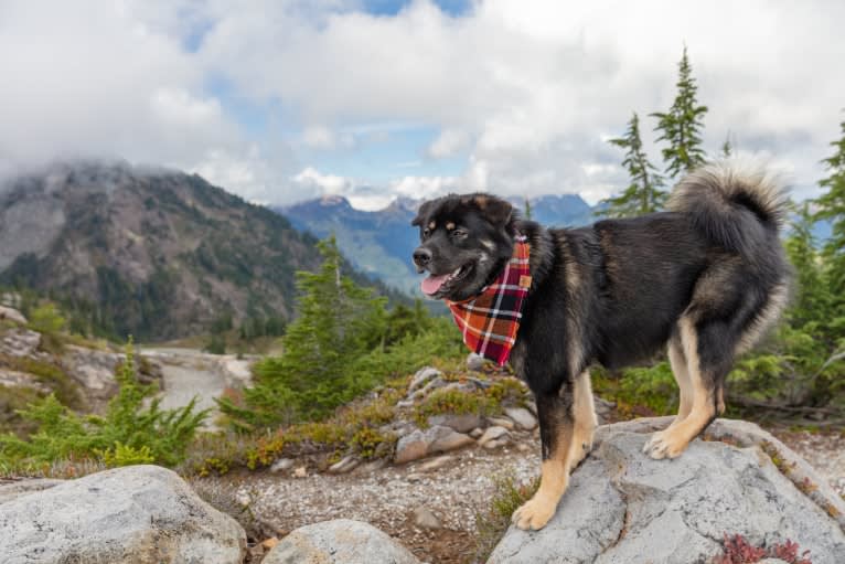 Kaiju Bear, an Akita and Alaskan Malamute mix tested with EmbarkVet.com