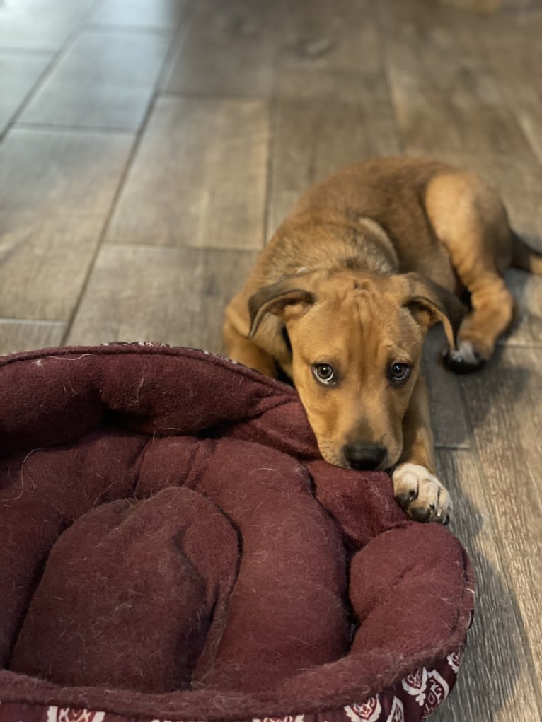 Winston, an Australian Cattle Dog and Border Collie mix tested with EmbarkVet.com