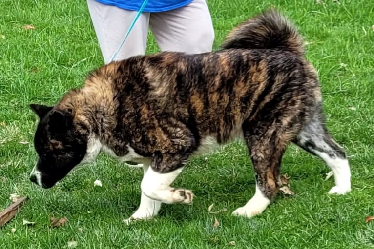 Bruno, an Akita tested with EmbarkVet.com