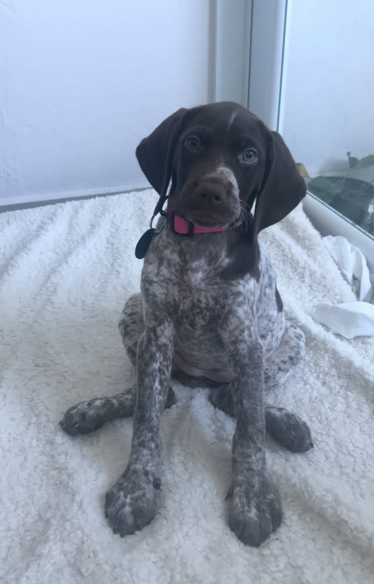 Marcela, a German Shorthaired Pointer tested with EmbarkVet.com