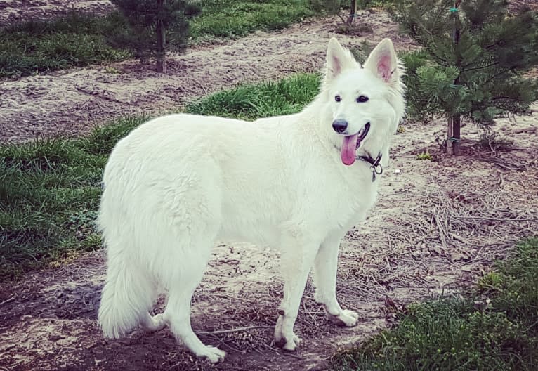 Tinkabell, a White Shepherd tested with EmbarkVet.com