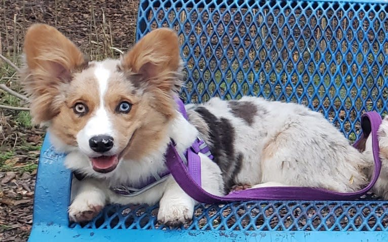 Lexi, a Pembroke Welsh Corgi and Cardigan Welsh Corgi mix tested with EmbarkVet.com