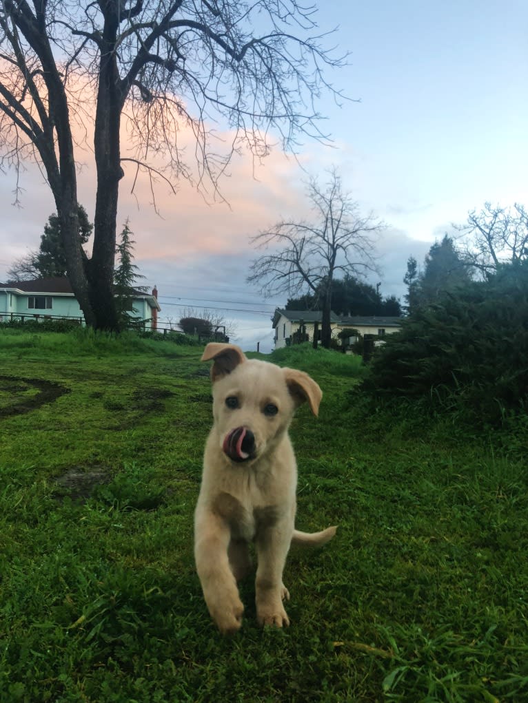 Goose, a German Shepherd Dog and Siberian Husky mix tested with EmbarkVet.com