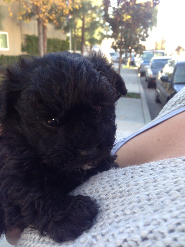 Verbena, a Poodle (Small) and Shih Tzu mix tested with EmbarkVet.com