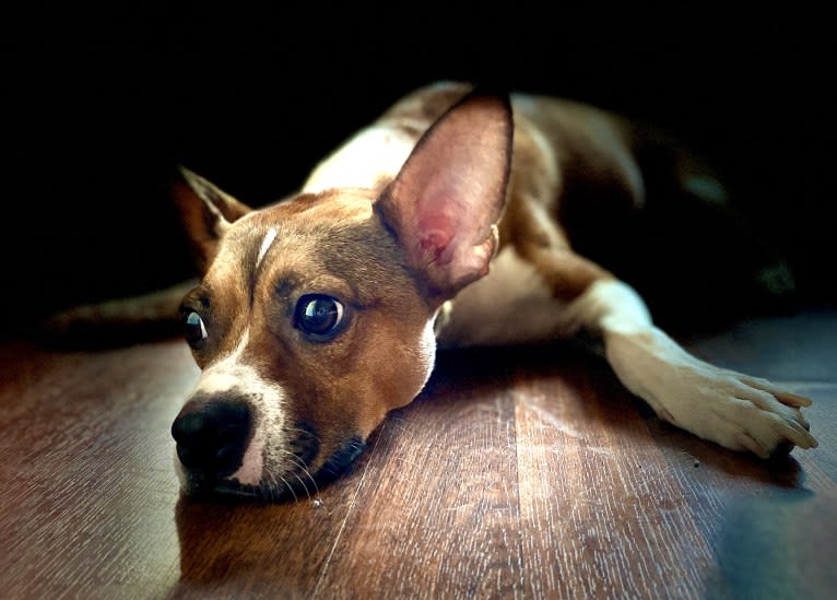 Crumb Bum, a Boston Terrier and Chihuahua mix tested with EmbarkVet.com