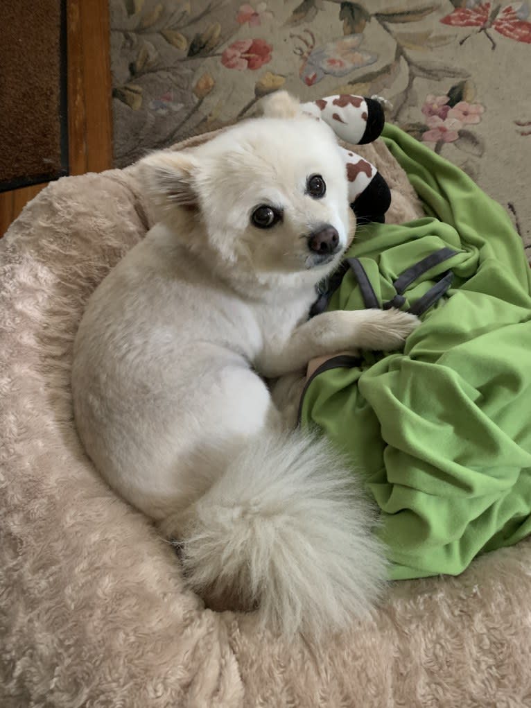 Rockwell, a Pomeranian and Australian Shepherd mix tested with EmbarkVet.com