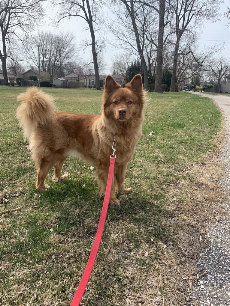 PHOENIX, a Chow Chow and Australian Shepherd mix tested with EmbarkVet.com